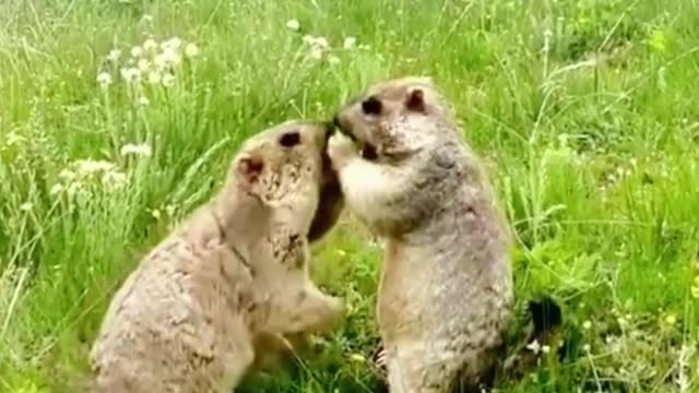 Are these two groundhogs fighting over food? I feel like groundhogs fight a lot