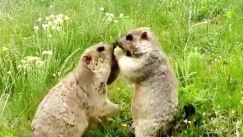 Are these two groundhogs fighting over food? I feel like groundhogs fight a lot