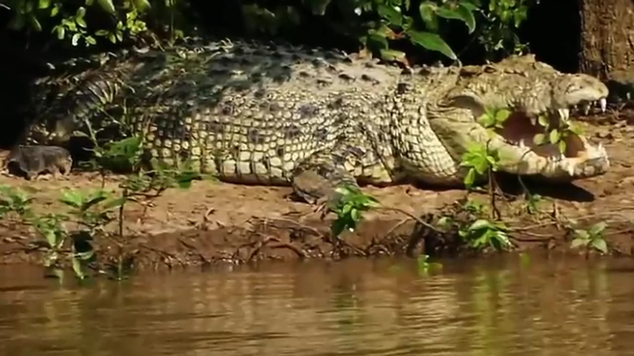 15 World's Biggest Crocodiles