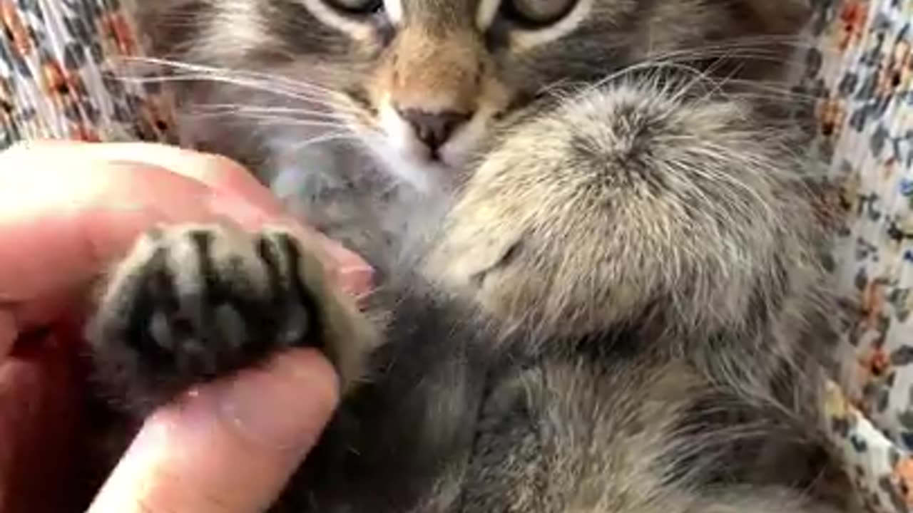 So Cute Cats ♥ Best Funny Cat Videos