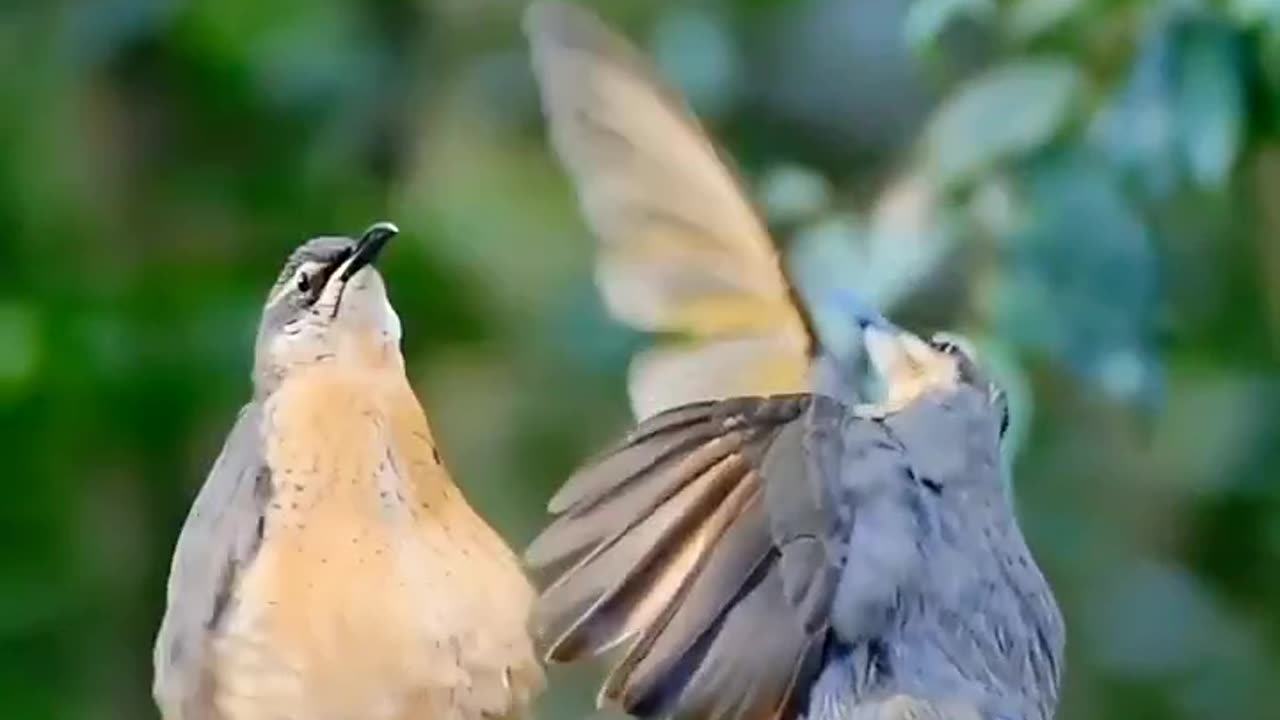 Couple Pigeon dance