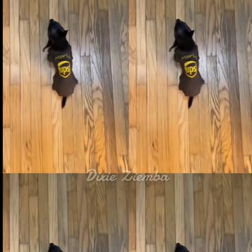 Who let the dogs out?! 🐶🏆