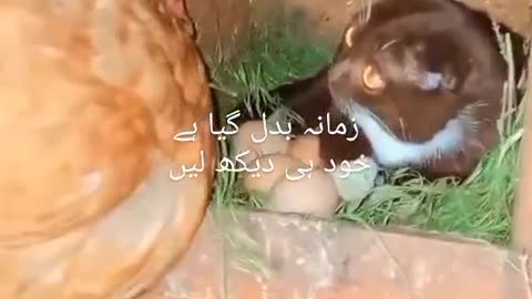 Funny vedio of animals