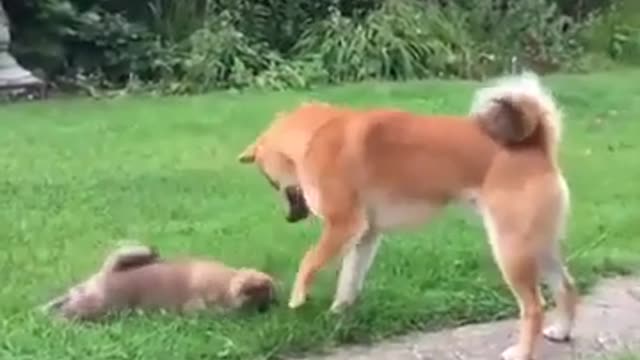 funny animals videos