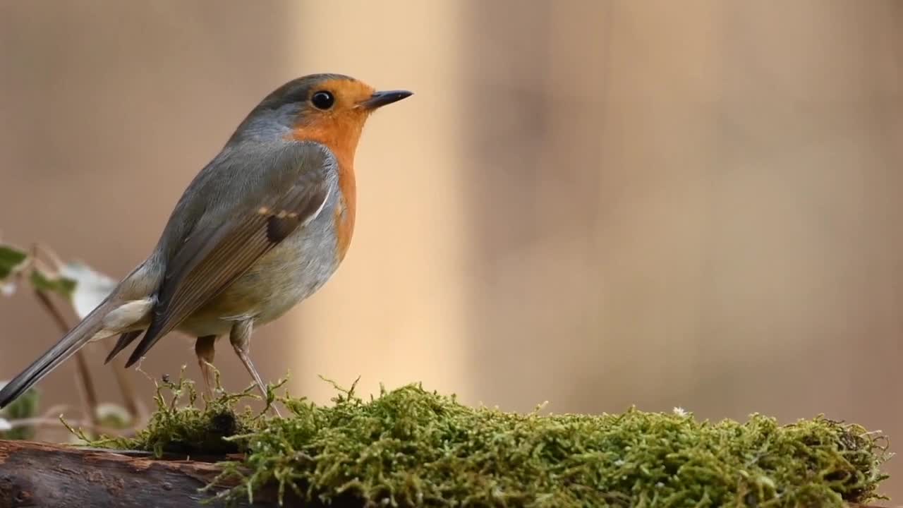 Bird eating