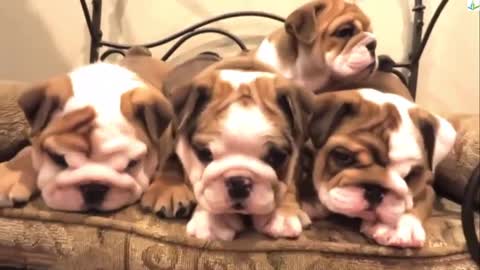 English bulldog - Pets for everyone - funny animal videos