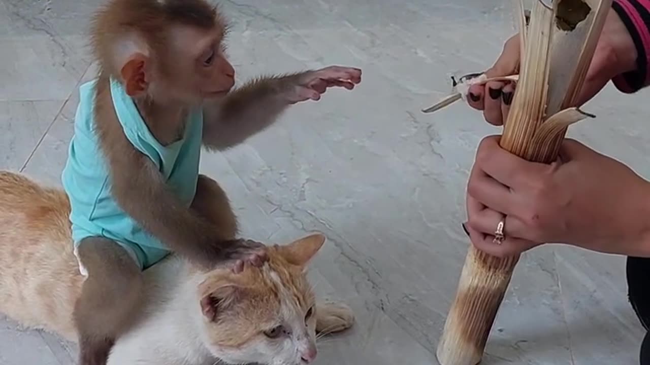 Fanny monkey cat 🐈 😂 😆 😂