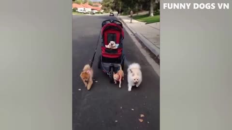 The dog in the car is really happy