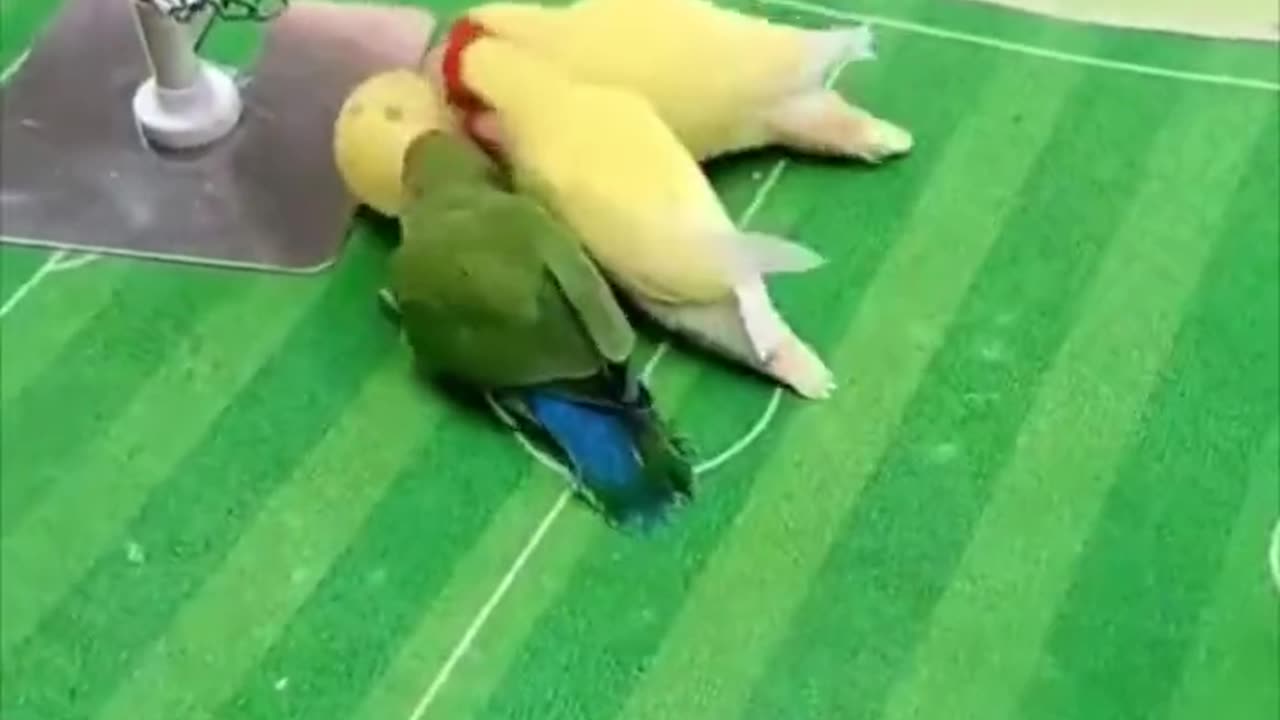 Sporty Birds