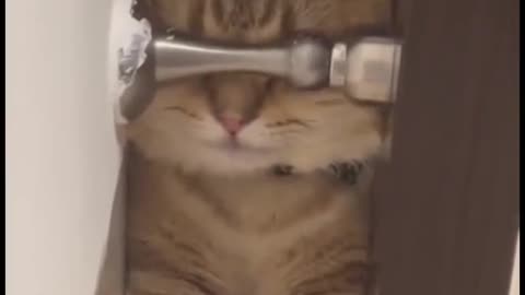 Cat funny video