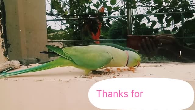 Cute pets and funny animals /smart and funny parrots / indian ringneck parrot #birds #parrot #cute