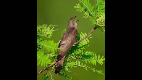 bird singing very beautiful if anyone knows the name leave it in the comments