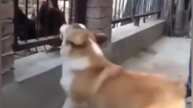 Chicken VS Dog Fight - Funny Dog Fight Videos - 2