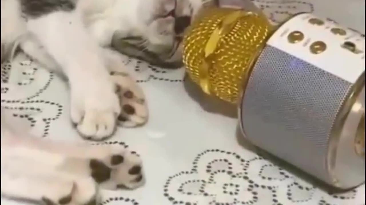 Cats Funny Time 😂😂