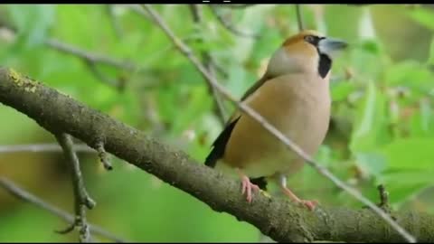 Bird Sounds Spectacular | # funnypets Rumble