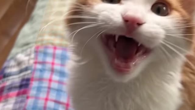 Cat calling you
