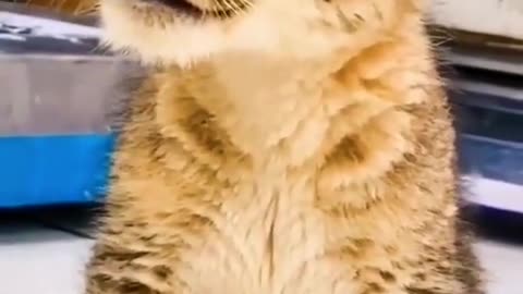 Animals The cute little cat of the animal world