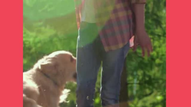 How to Training Our Dog?