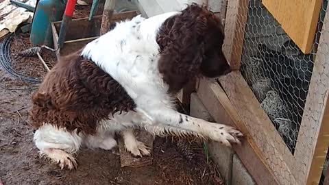 Boudreaux checking out the quail