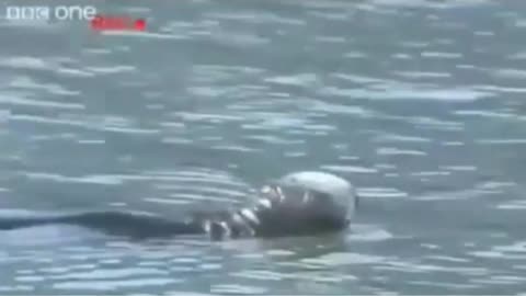 Esta aranha não considera o distanciamento social