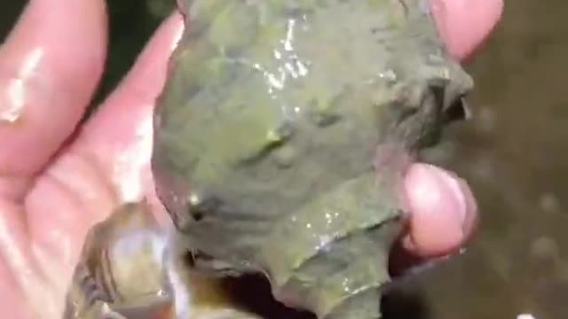 OMG Super Viral Hunting Sea Snail Video