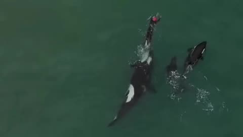 ORCAS JOINS WOMAN SWIMMING