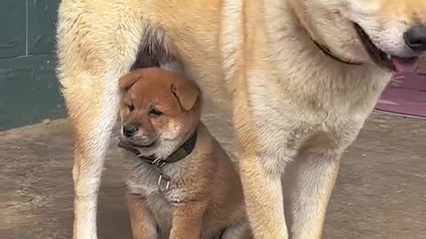 Baby dog with mother