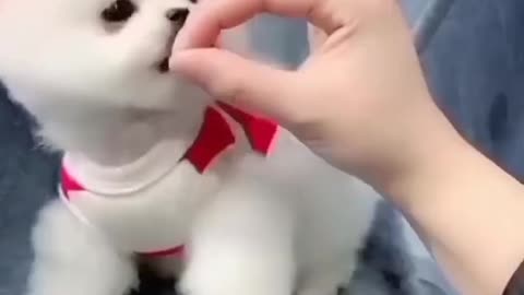 Cute puppy