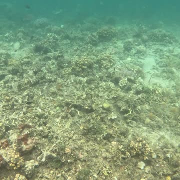 Snorkeling: Witnessing a Coral Reef Reborn