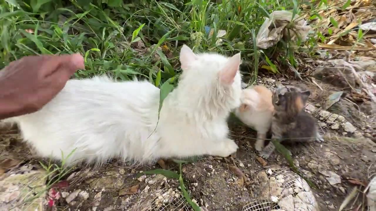 Scared mother cat wanted to take us to her kittens because she saw a big dog near her kittens!