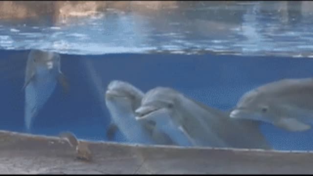 Gif video of curious dolphins