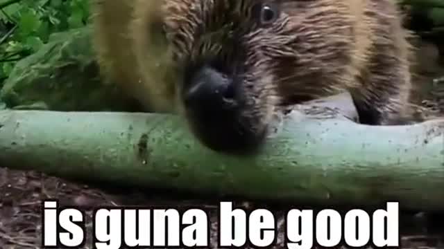 So cute