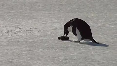 Adelie playing with camera case, McMurdo Sound, Antarctica