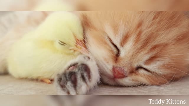 Kitten sleeps sweetly with the Chicken