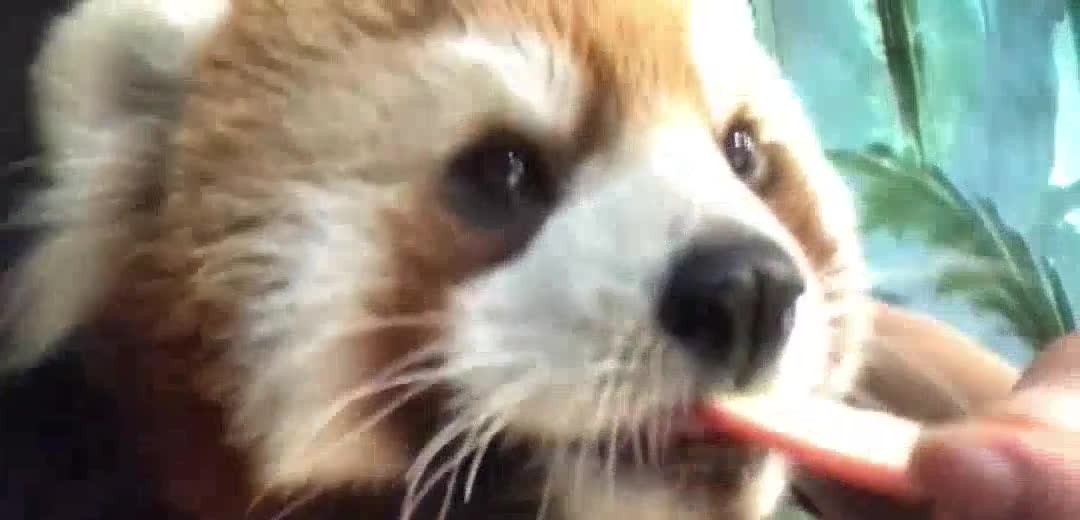 [panda] let me teach you how to cheat a panda with a small apple