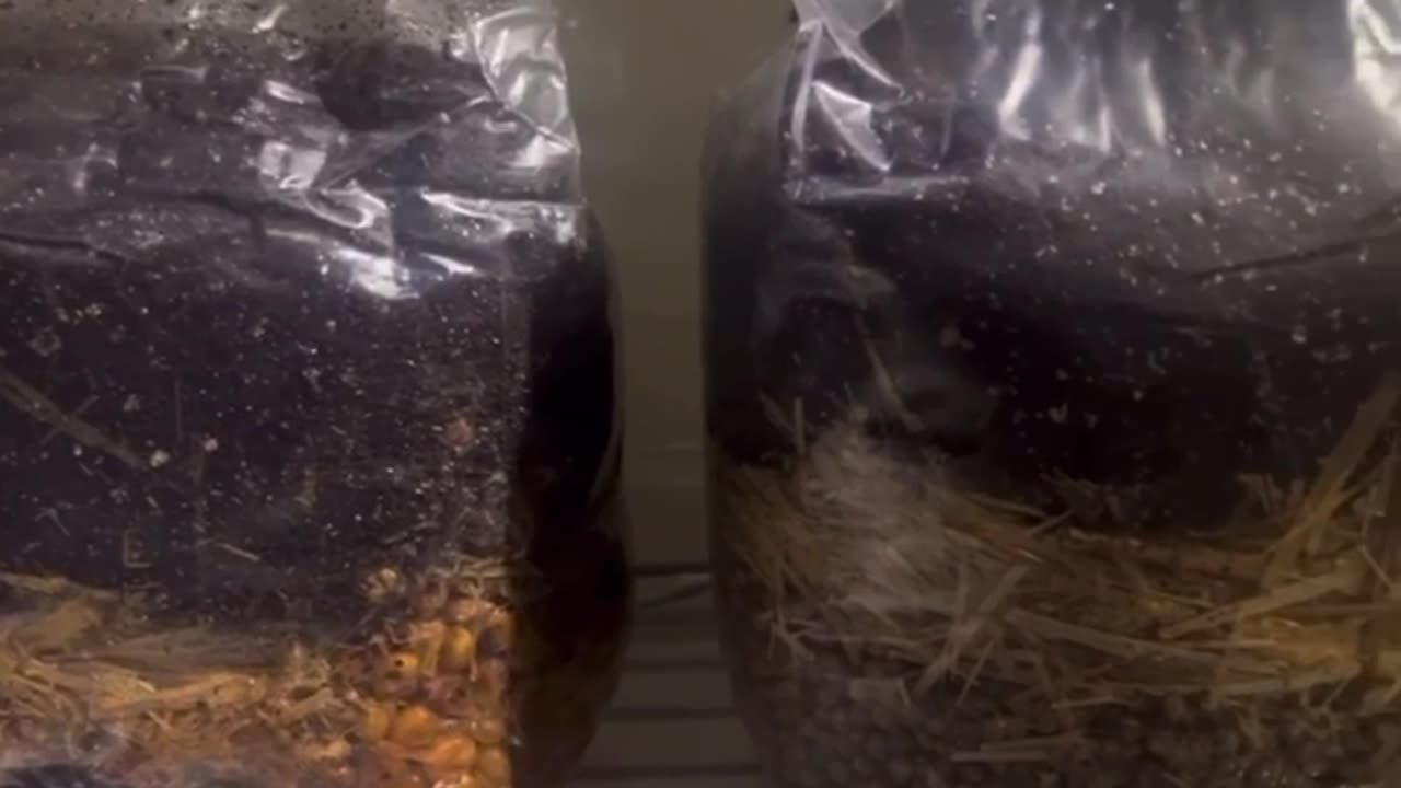 Universal Mushroom grow bag walk through!