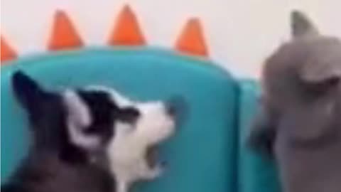 English Funny Pets 15!