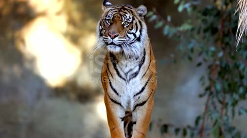 Tigar walking for searching food