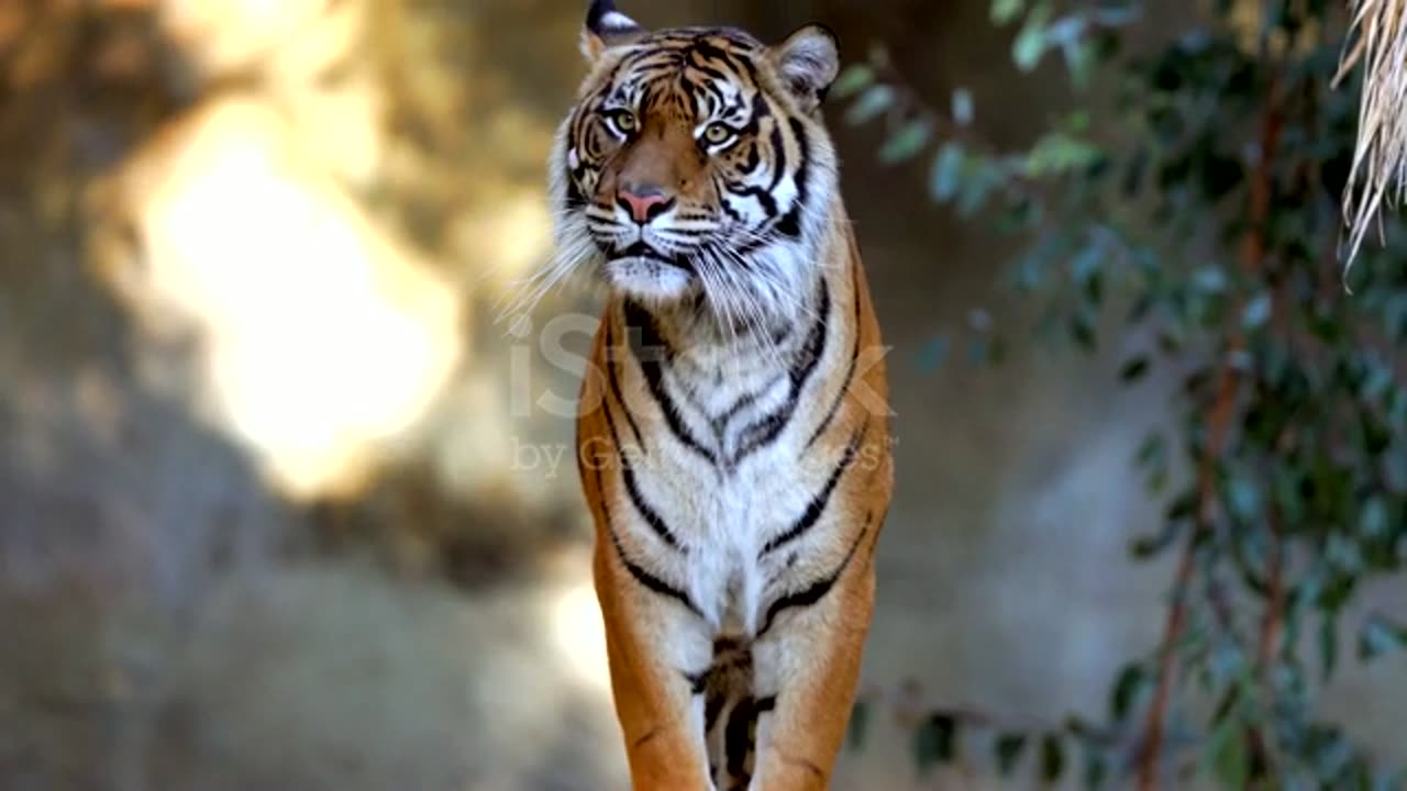 Tigar walking for searching food