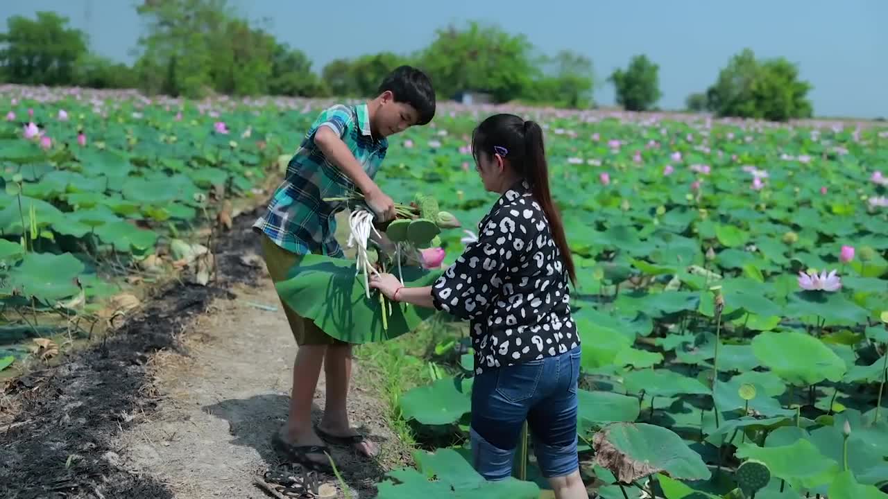 Harvest Lotus root and pick fruit for cooking