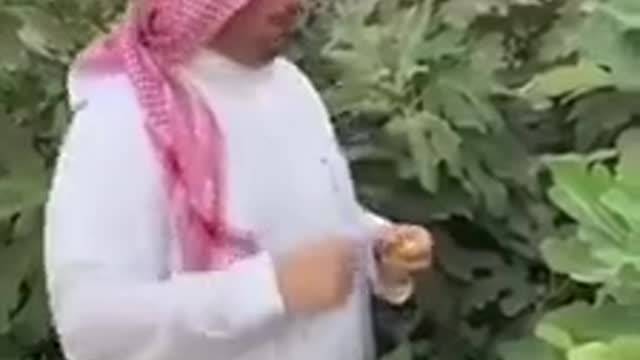 معلومات زراعيه