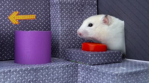 The Great Hamster Escape