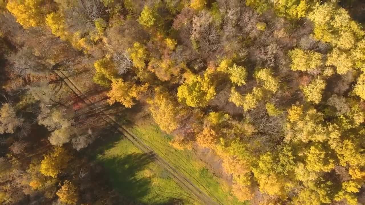 Enchanting Autumn Forests with Beautiful Piano Music