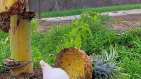 Rabbit enjoy with pineapple