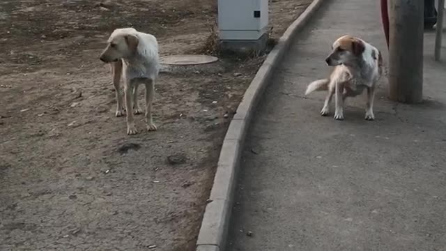 When you tell stray dogs to seat down and don’t move🤣 #shorts #viral #trending #dog #straydogs