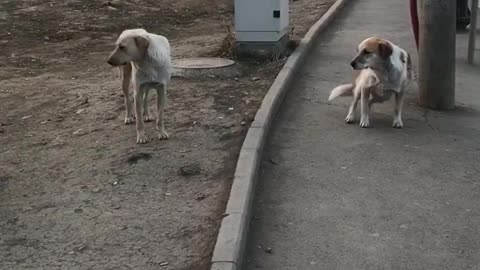 When you tell stray dogs to seat down and don’t move🤣 #shorts #viral #trending #dog #straydogs