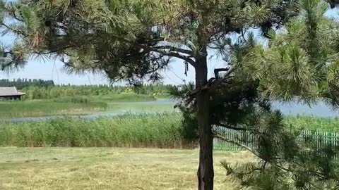 Strange tree in front of the attic