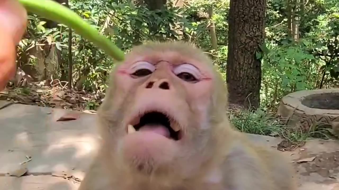 Monkey green chilli 🤣🌶️🥵 funny viral video