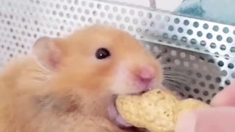 Hamster really wants the peanut