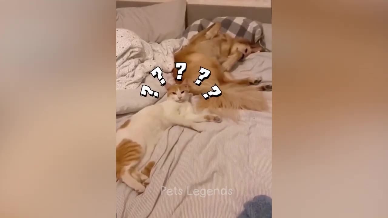 Funny Cat video